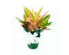 Chinese Evergreen 